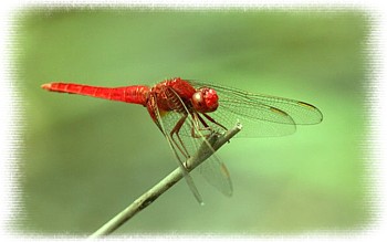 японская кукла Хаката - Мальчик и Красная Стрекоза